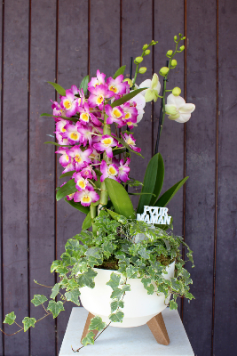 Fête des Mères - Composition d'orchidées variées et lierre