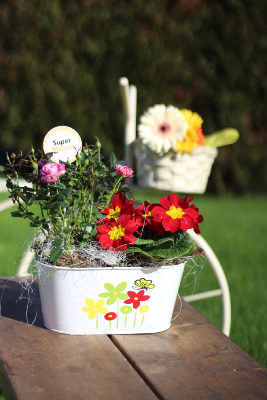 Fête des Grands-Mères -Compositions de plantes 