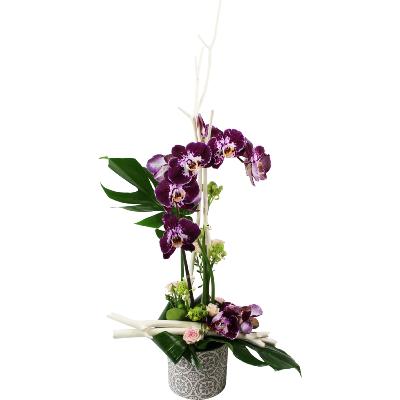 COMPOSITION D’ORCHIDÉES OCEANIE