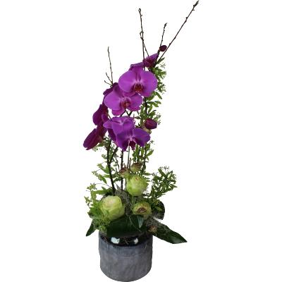 COMPOSITION ORCHIDÉES & ROSES VARIÉES