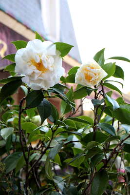 PLANTE D'EXTÉRIEUR - Camélia géant
