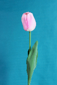 FLEUR ÉTERNELLE - Grande tulipe