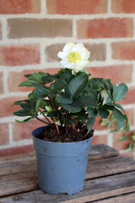 PLANTE D'EXTÉRIEUR - Hellébore Blanche (Rose de Noël)