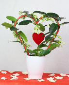  SAINT-VALENTIN - Stéphanotis 