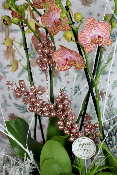NOËL - Jardinière d'orchidées festive