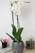 ORCHIDÉE - Phalaenopsis