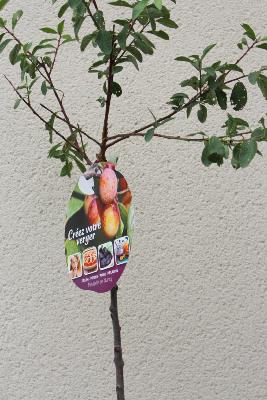 ARBRE FRUITIER  Mirabellier "Mirabelle de Nancy"