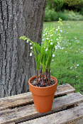 Muguet - Le pot de 5 griffes