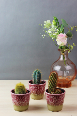 PLANTE GRASSE - Trio de mini-cactus