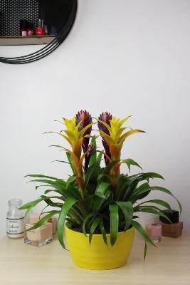 PLANTE D’INTÉRIEUR - Bromélia