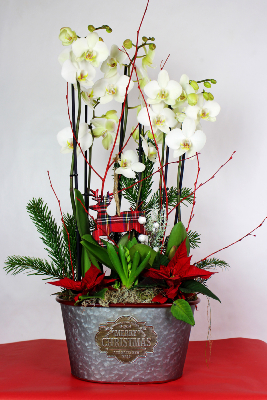 NOËL - Composition d'orchidées Merry Christmas