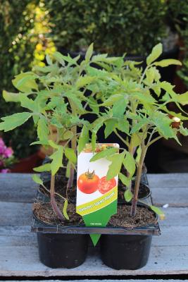 LÉGUME À PLANTER - Tomate Saint-Pierre