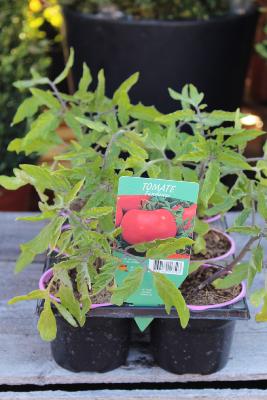 LÉGUME À PLANTER - Tomate Fandango