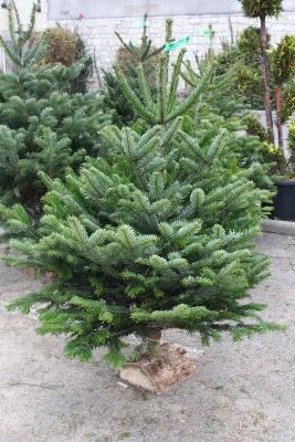 SAPIN DE NOEL NORDMANN