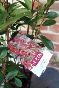 PLANTE D'EXTERIEUR - Photinia carré rouge