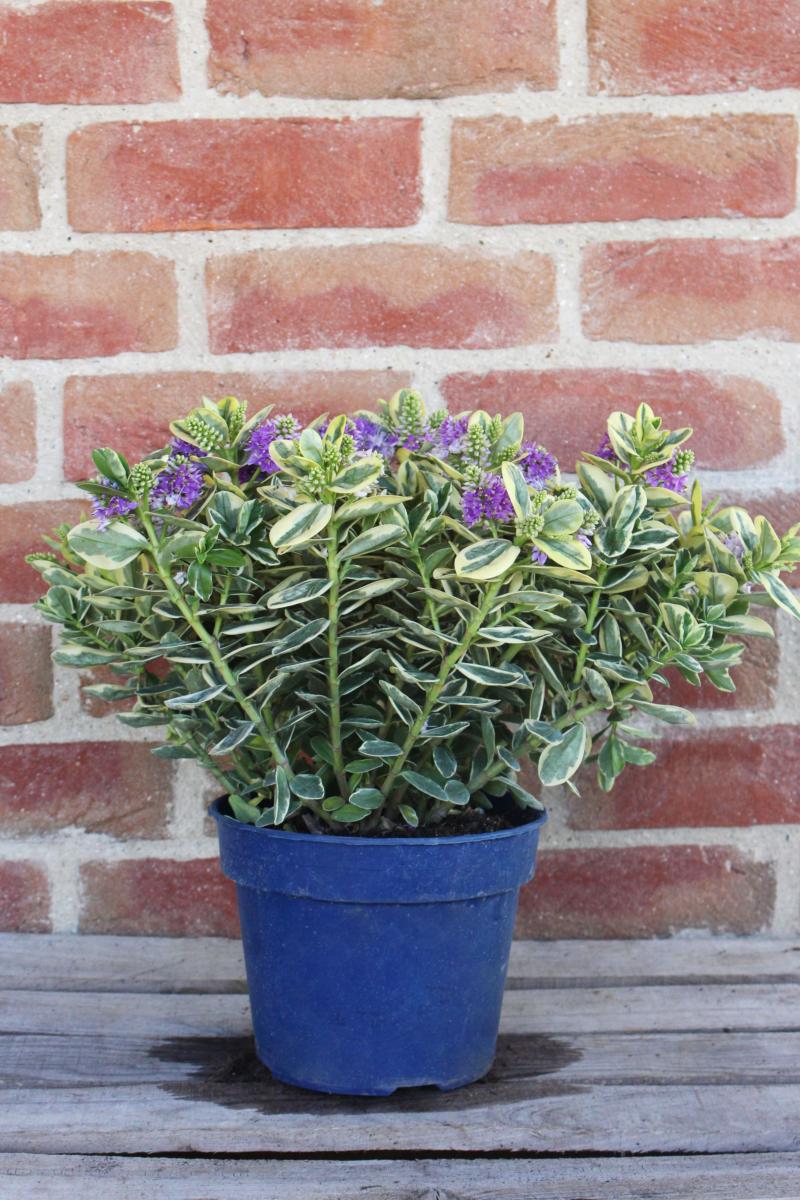 Véronique en Pot, Plante d'Extérieur - La Fontaine Fleurie