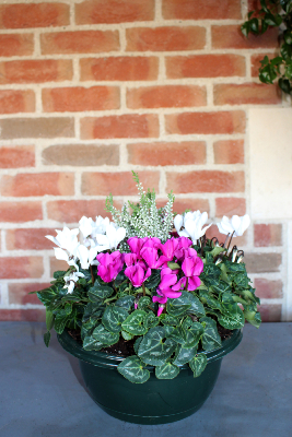 COUPE DE PLANTES - 4 cyclamens