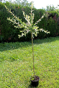 Saule crevette (Salix Integra Hakuro-Nishiki)