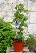 ARBRE FRUITIER - Vigne