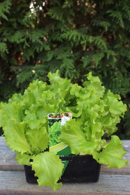 Salade -  Batavia