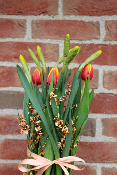 Fête des Grands-Mères - Compositions de tulipes, jonquilles et genêt
