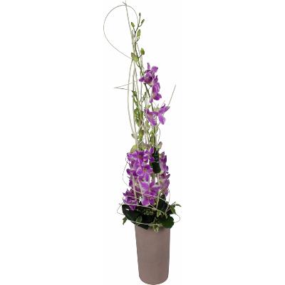 COMPOSITION ORCHIDÉES VARIÉES MANILLE   
