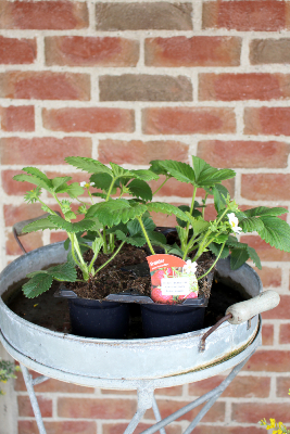 FRUIT À PLANTER - Fraisier 'Maxim'