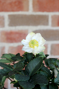 PLANTE D'EXTÉRIEUR - Hellébore Blanche (Rose de Noël)