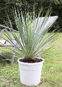 YUCCA - Yucca rostrata