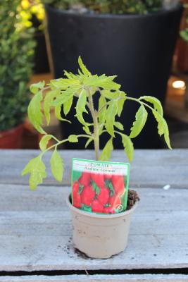 LÉGUME À PLANTER - Tomate andine cornue