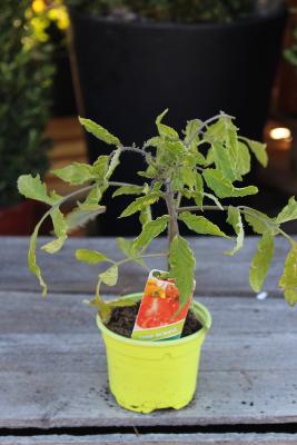 LÉGUME À PLANTER - Tomate Cœur de bœuf 