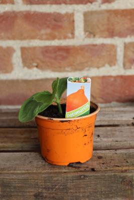 LÉGUME À PLANTER - Potimarron