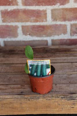 LÉGUME À PLANTER - Concombre