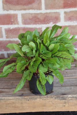 PLANTE AROMATIQUE - Oseille rouge