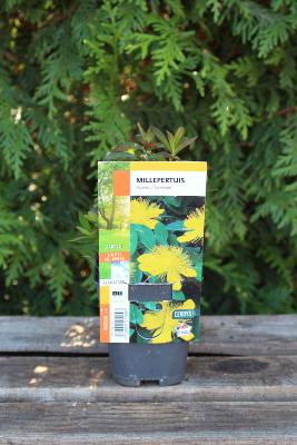 PLANTE VIVACE - Millepertuis