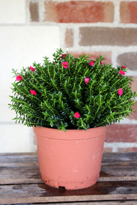 PLANTE D'EXTÉRIEUR - Myrte