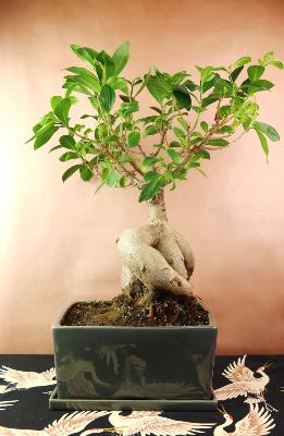 YOKOHAMA - Bonsaï d'intérieur Ficus Ginseng