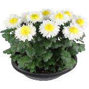 PLANTE D'EXTÉRIEUR - Chrysanthème 12 têtes