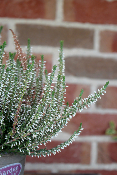 PLANTE D'EXTÉRIEUR - Bruyère "Calluna"