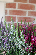 PLANTE D'EXTÉRIEUR - Bruyère "Calluna" tricolore