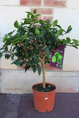 ARBRE FRUITIER - Citronnier lime