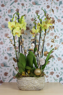 NOËL - Composition d'orchidées panier doré