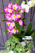 Fête des Mères - Composition d'orchidées variées et lierre