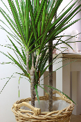 PLANTE D’INTÉRIEUR - Dracaena