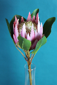 FLEUR ÉTERNELLE - Protea