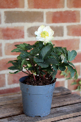PLANTE D'EXTÉRIEUR - Hellébore Blanche (Rose de Noël)