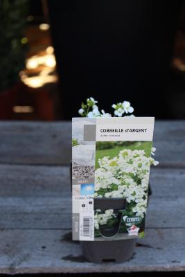 PLANTE VIVACE - Corbeille d'Argent