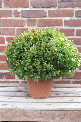 PLANTE D'EXTÉRIEUR - Pomponette en pot tricolore