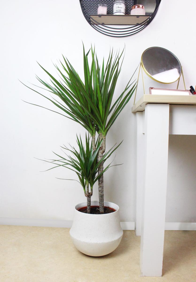 La Fontaine Fleurie Plante D Interieur Dracaena Plante Verte