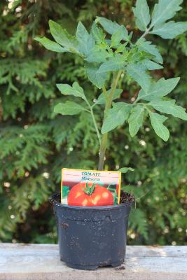 LÉGUME À PLANTER - Tomate Maestria